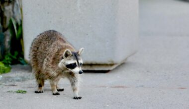 Raccoon on Staten Island