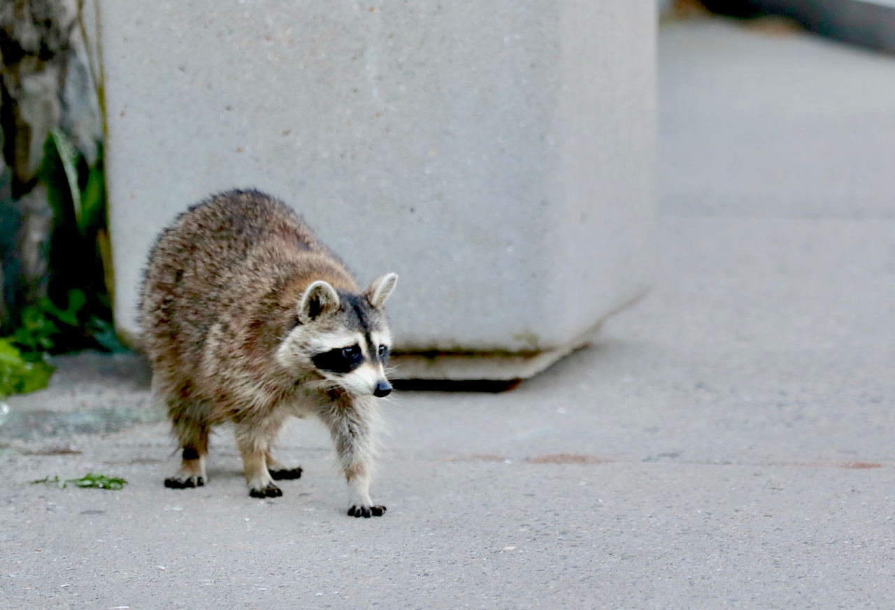 Raccoon on Staten Island