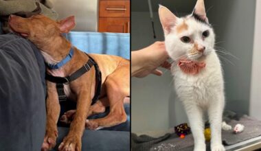 Garfield, left, and Penne, right. (Courtesy of the ACC)
