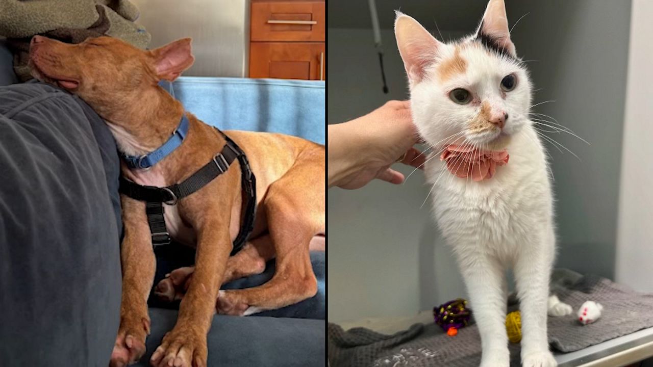 Garfield, left, and Penne, right. (Courtesy of the ACC)