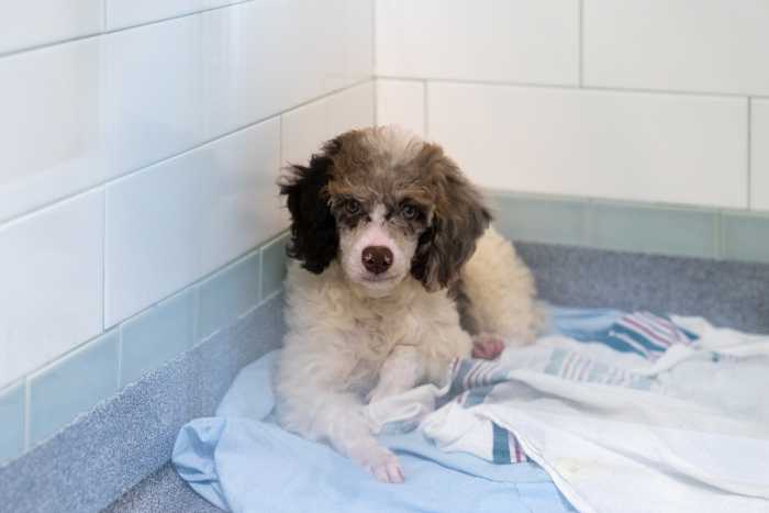 dog rescued in crate