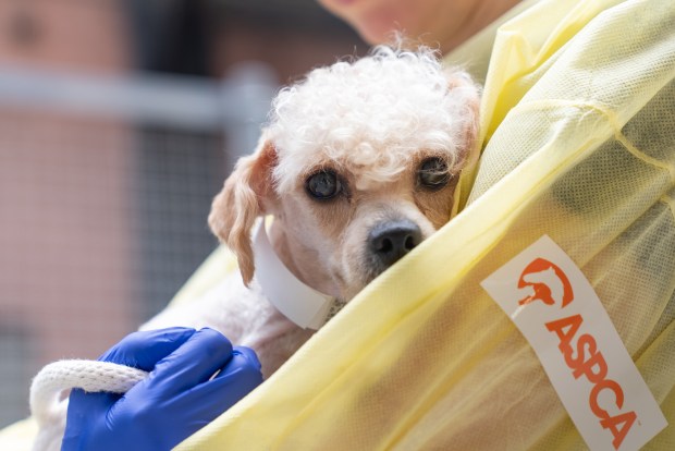 The ASPCA assisted the NYPD with the removal of 27 animals from an Ocean Hill, Brooklyn apartment on Thursday.