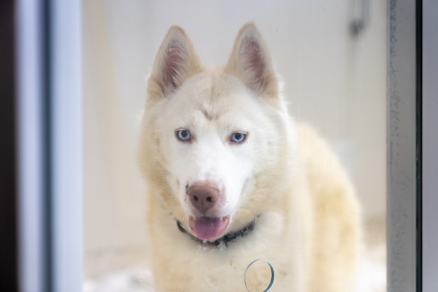The ASPCA assisted the NYPD with the removal of 27 animals from an Ocean Hill, Brooklyn apartment on Thursday.