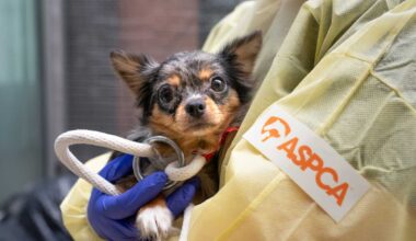 Dozens of animals rescued from squalid Ocean Hill apartment • Brooklyn Paper