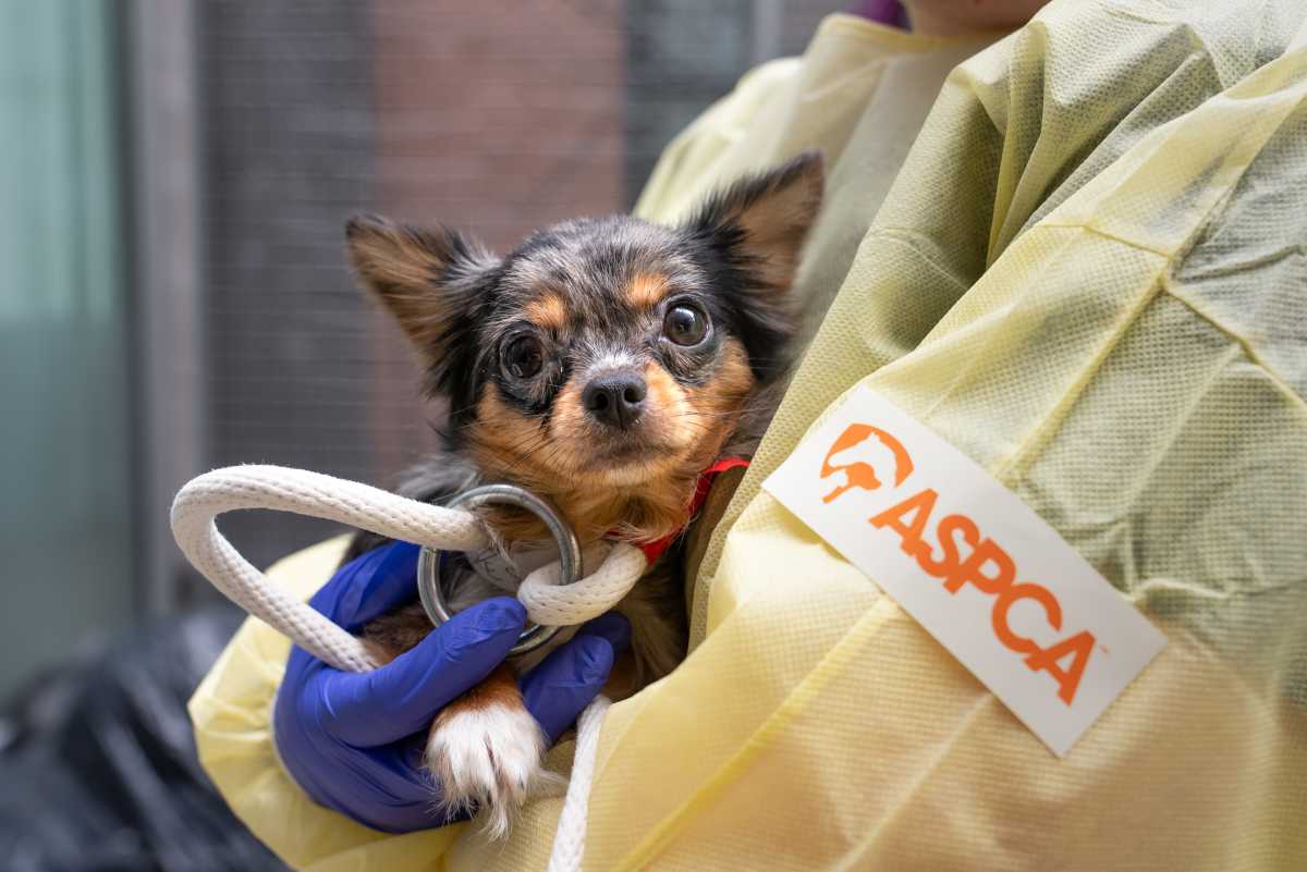 Dozens of animals rescued from squalid Ocean Hill apartment • Brooklyn Paper