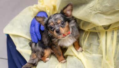 21 dogs, 4 cats and a pigeon rescued from horrid conditions in Brooklyn apartment