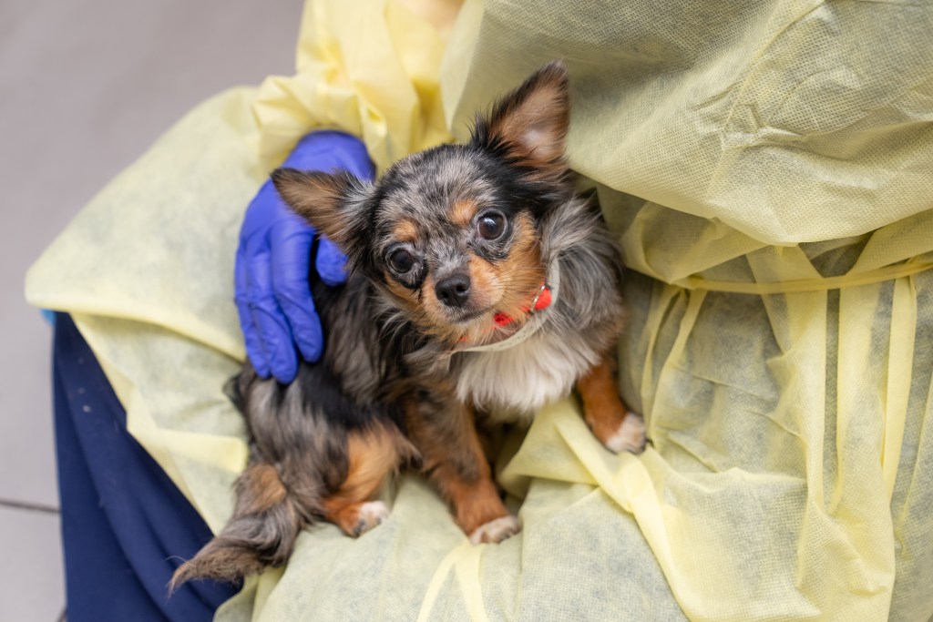 21 dogs, 4 cats and a pigeon rescued from horrid conditions in Brooklyn apartment