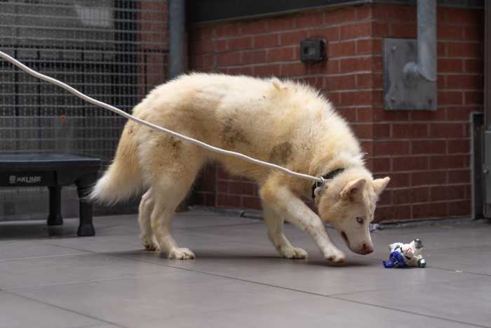 dog at ASPCA