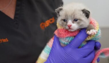 ASPCA opens new larger kitten nursery in Manhattan