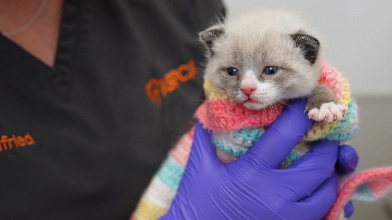 ASPCA opens new larger kitten nursery in Manhattan