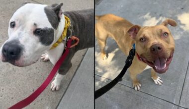 Unicorn, left, and Connor, right. (Courtesy of the ASPCA)