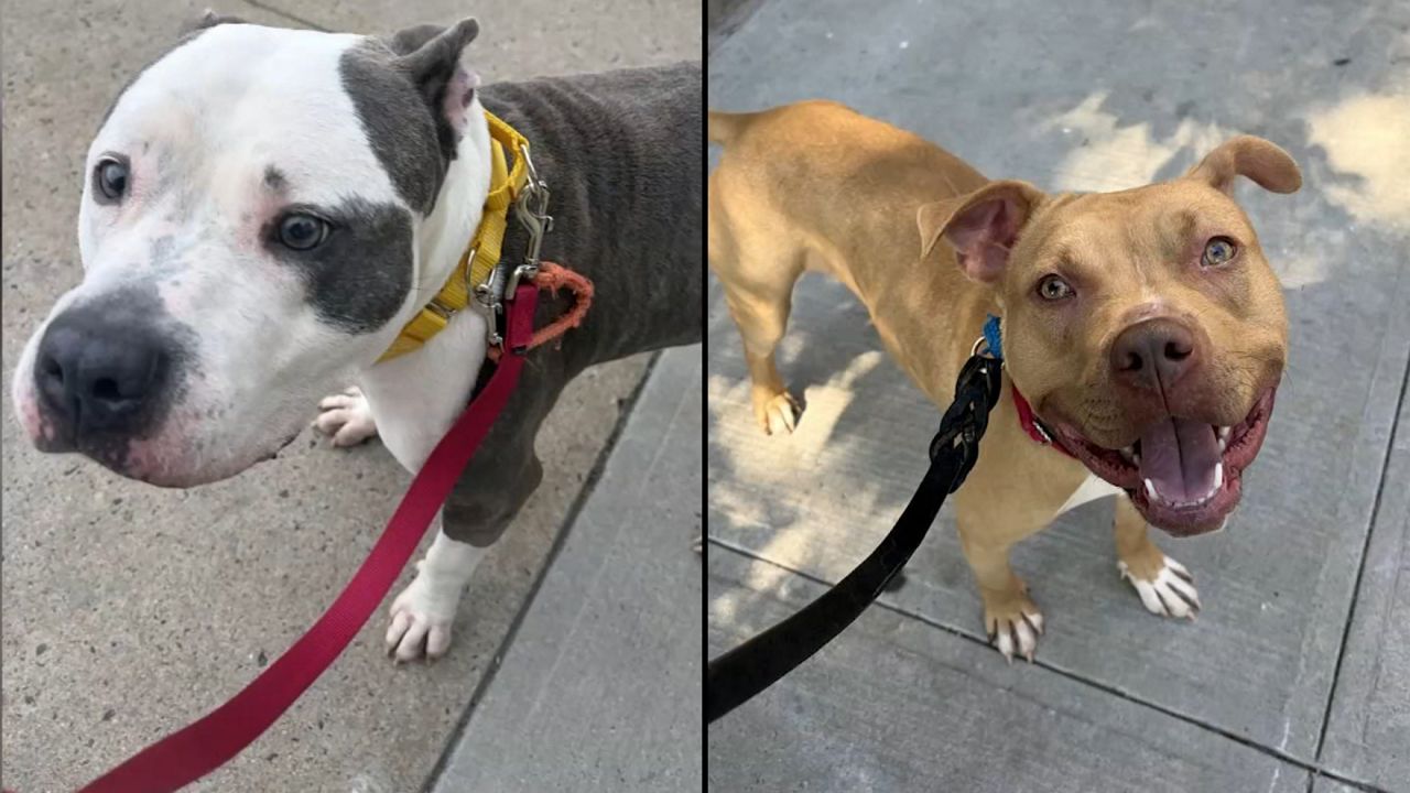 Unicorn, left, and Connor, right. (Courtesy of the ASPCA)
