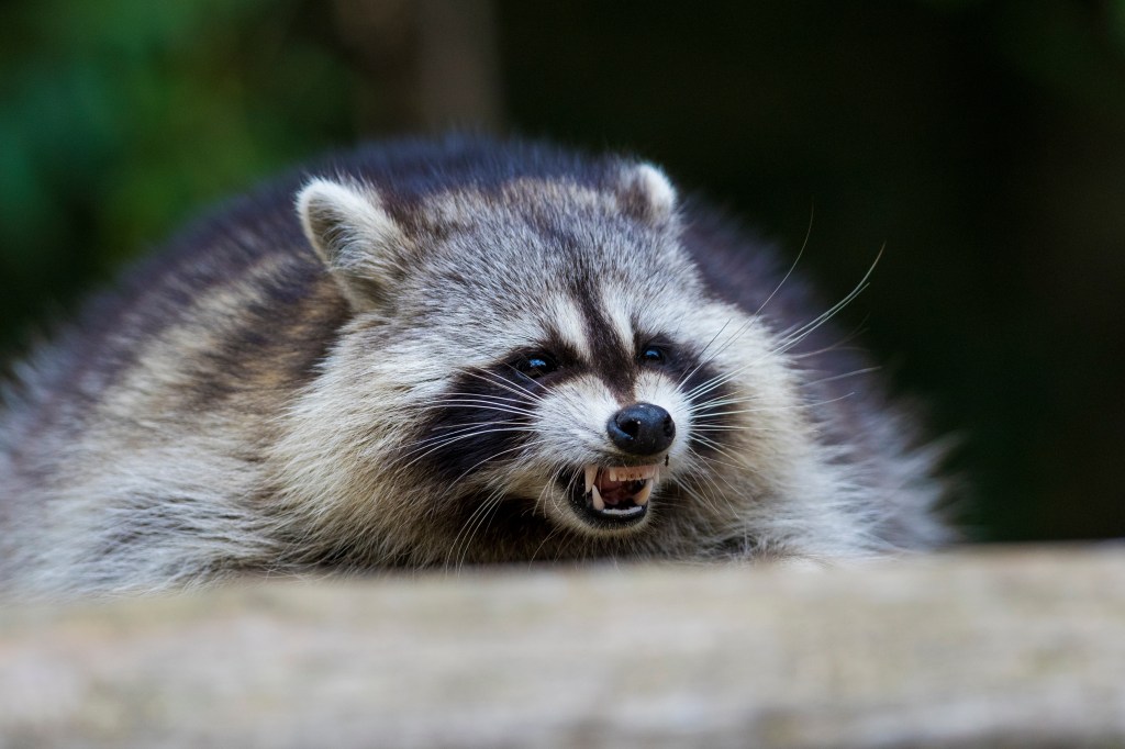 A raccoon baring its teeth.
