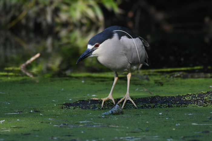 heron in a park