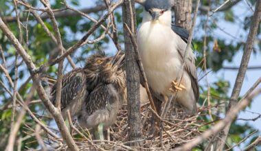 Fly by night: Why this popular NYC bird is going extinct—and what can be done to save it