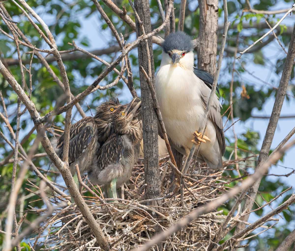 Fly by night: Why this popular NYC bird is going extinct—and what can be done to save it