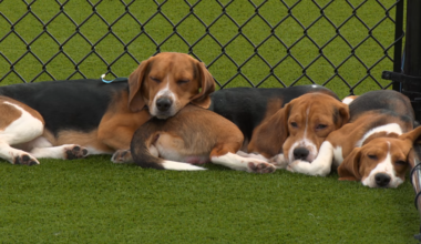 15 beagles from Ridglan Farms fly to NYC for new lives – NBC 6 South Florida