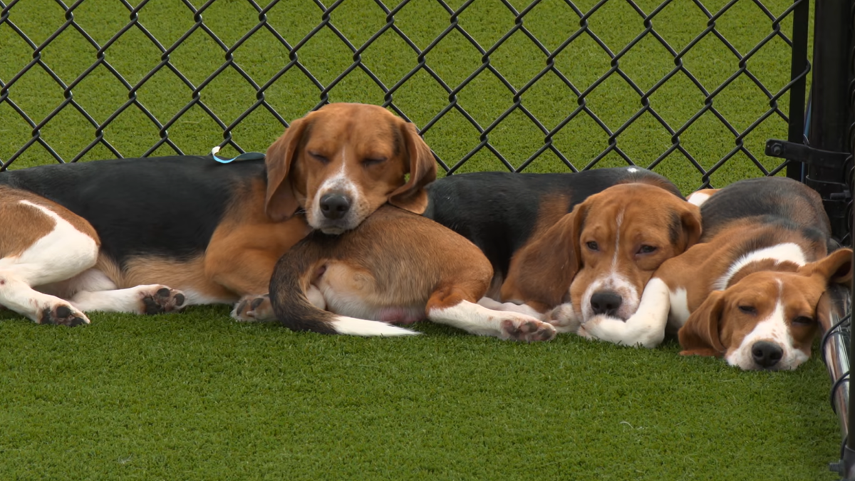 15 beagles from Ridglan Farms fly to NYC for new lives – NBC 6 South Florida