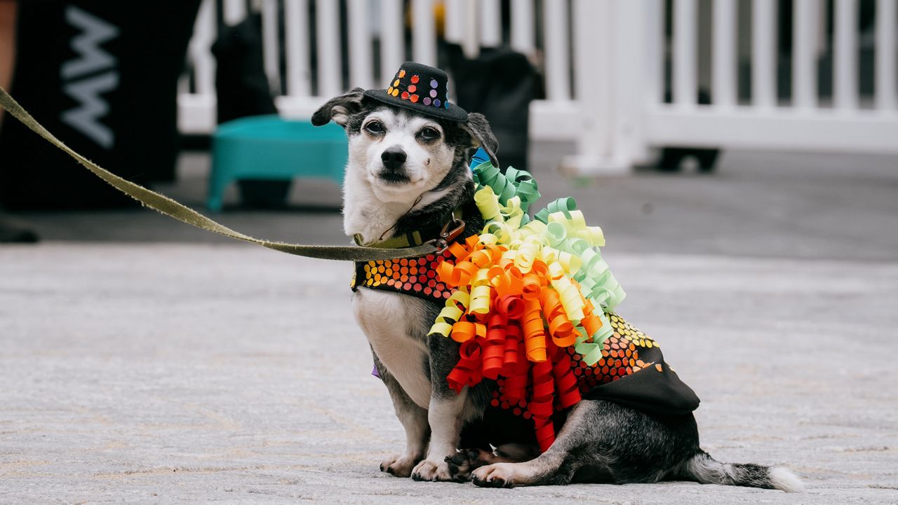 dog in rainbow clothing