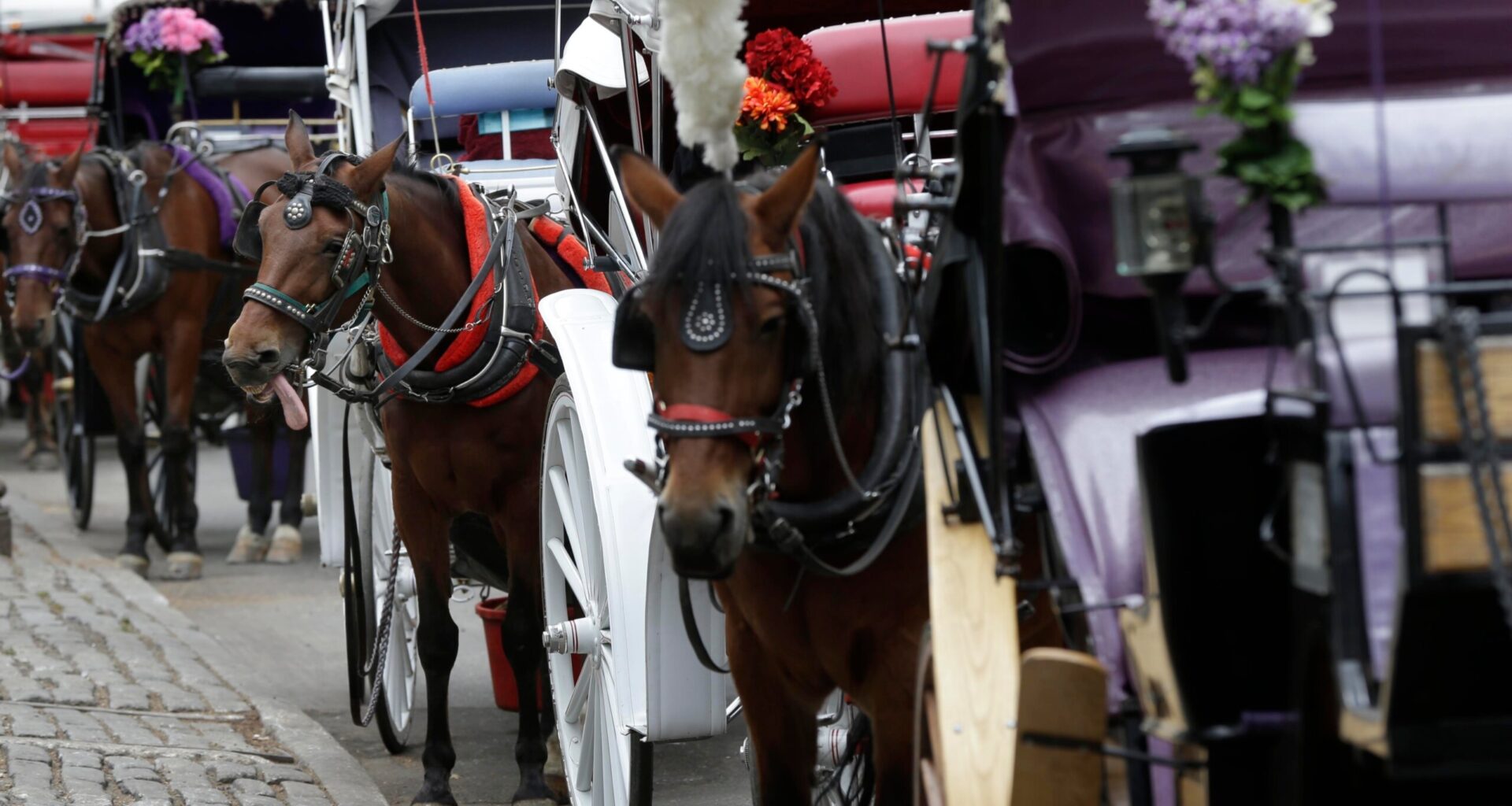 Teenager dies after being thrown from horse-drawn carriage in NYC’s Central Park