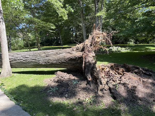 ChaseParkTree