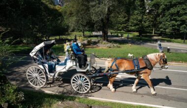 The future of Central Park's carriage horses in question as NYC council weighs dueling visions