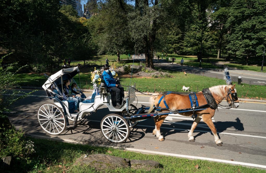 The future of Central Park's carriage horses in question as NYC council weighs dueling visions