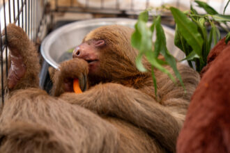 The Central Florida Zoo announced on April 29 that Bandit, a sloth transferred from Sloth World, had died. Credit: Central Florida Zoo & Botanical Gardens