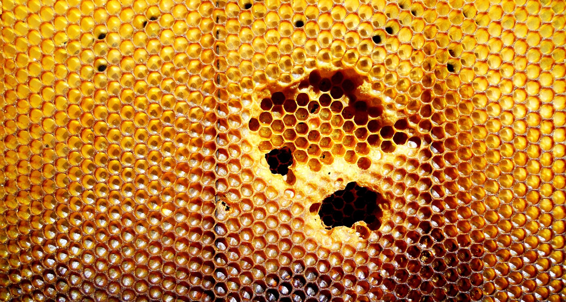 Jessia Noel Cadiz On Native Bees, Biodiversity & New York City’s Green Spaces | The Bronx Daily