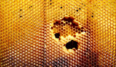 Jessia Noel Cadiz On Native Bees, Biodiversity & New York City’s Green Spaces | The Bronx Daily