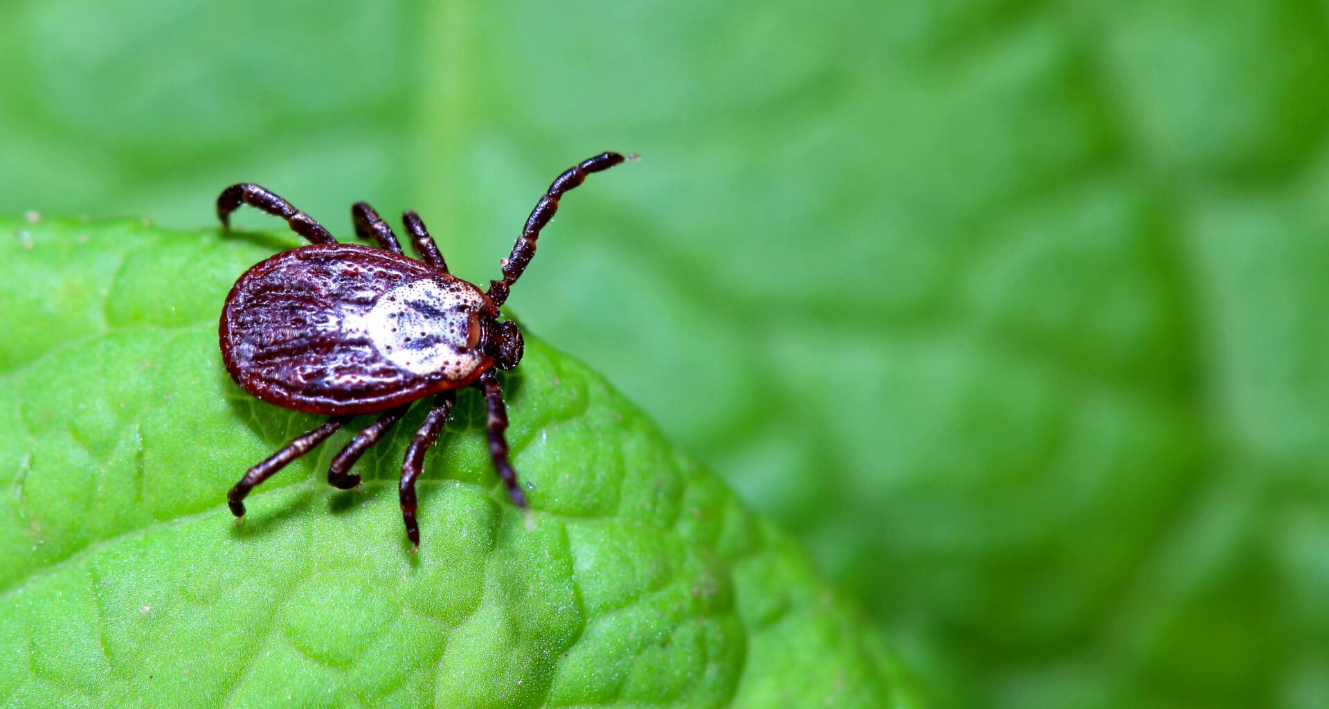 NYC Health Department Urges New Yorkers To Take Precautions Against Ticks & Tick-Borne Illnesses | The Bronx Daily