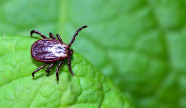 NYC Health Department Urges New Yorkers To Take Precautions Against Ticks & Tick-Borne Illnesses | The Bronx Daily