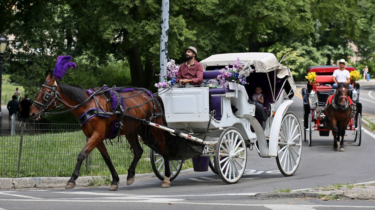 New York City Horse Drawn Carriages Could Be Going Away