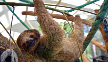 A sloth is seen at the Rescate Wildlife Rescue Center in Alajuela, Costa Rica, on March 16. Credit: Ezequiel Becerra/AFP via Getty Images