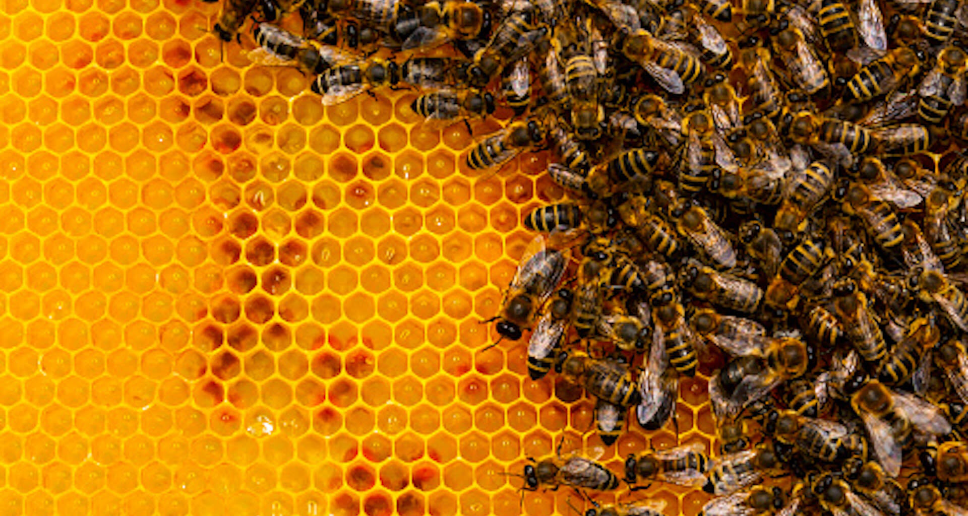 Beekeepers working to revolutionize Canadian honey industry with local queens
