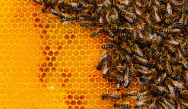 Beekeepers working to revolutionize Canadian honey industry with local queens
