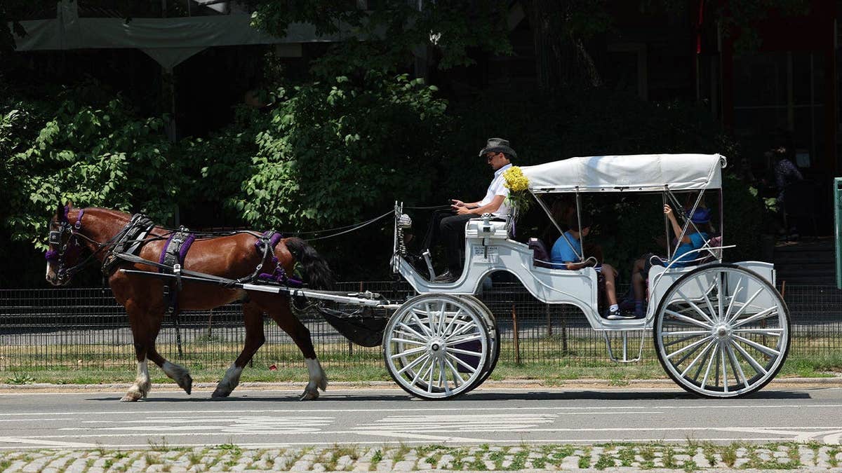 A horse pulls a horse-drawn carriage carrying tourists through Central Park in New York City