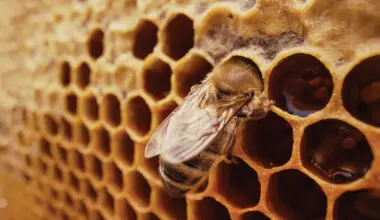 Queen bees emerge from special wax chambers
