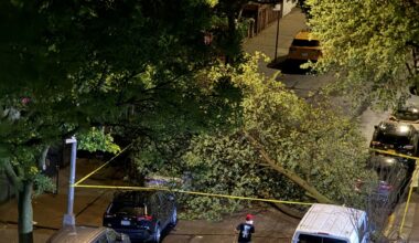 Norwood: Downed Tree Blocks Decatur Avenue Causing Some Damage to Parked Cars