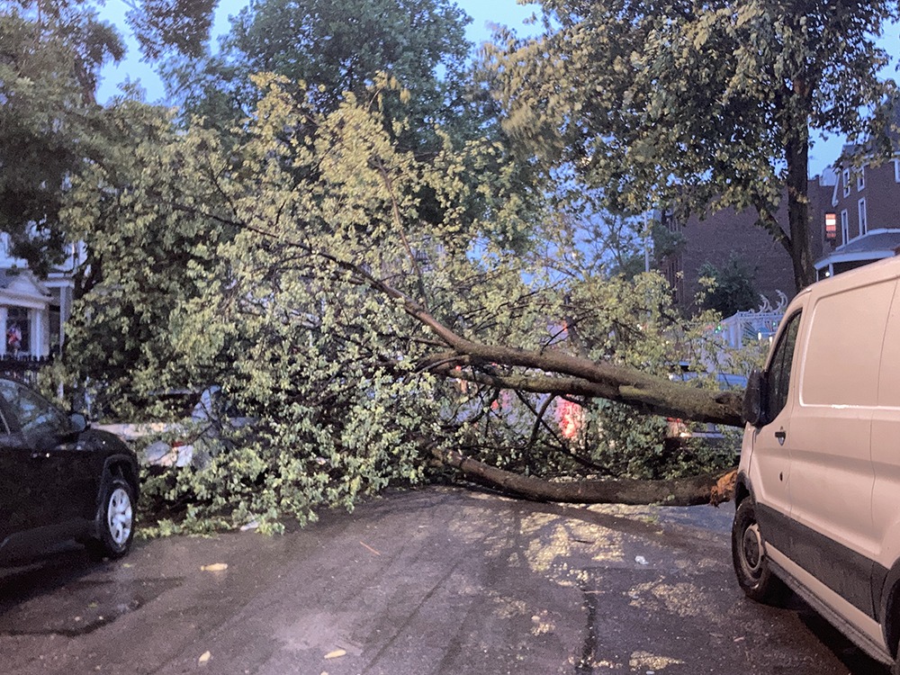 UPDATE Norwood: Downed Tree Blocks Decatur Ave Causing Some Damage to Parked Cars