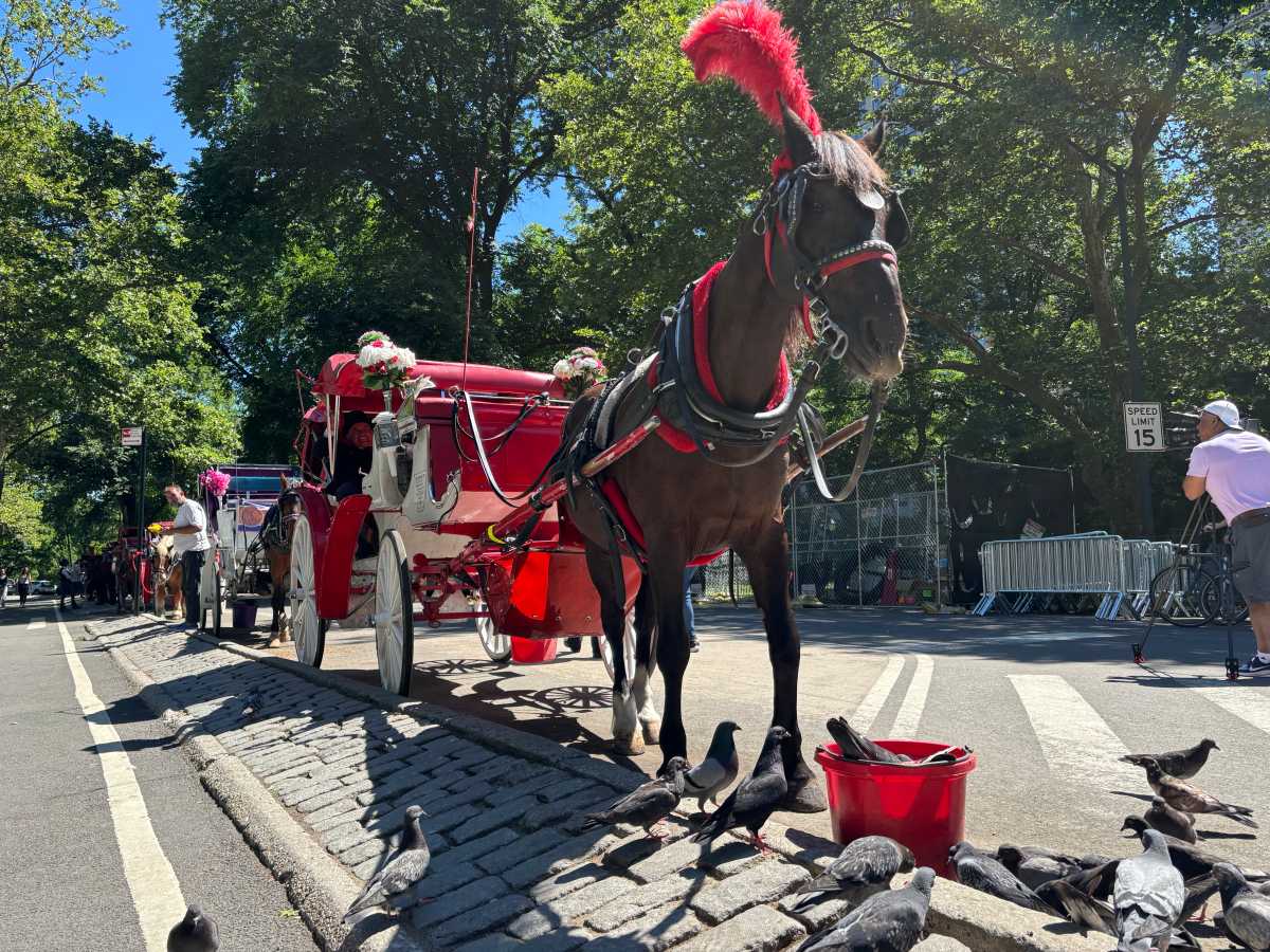 A carriage horse near Manhattan's Grand Army Plaza at the southeast corner of Central Park. Tuesday, June 16, 2026.