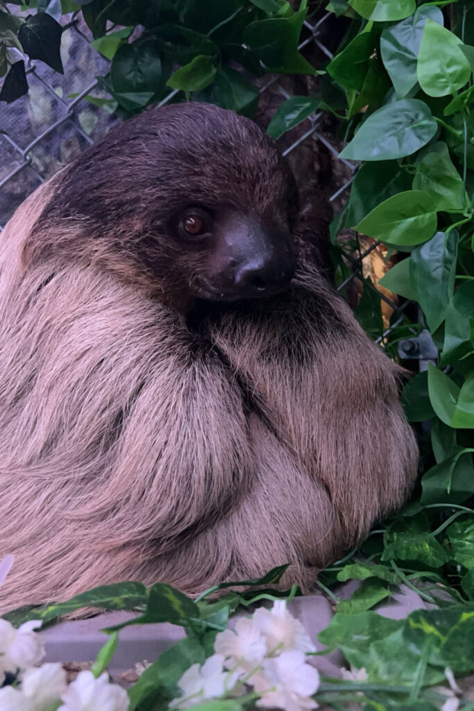 A sloth inside the encounter room at Larry Wallach's Long Island store on July 30, 2022. Credit: Nicole Rice.