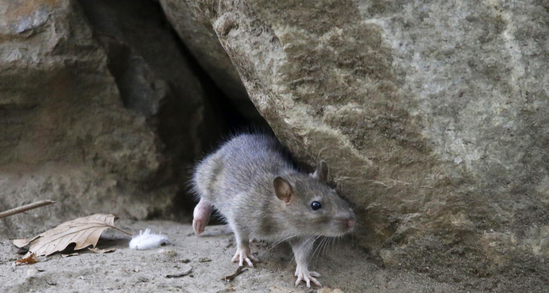 RATS
