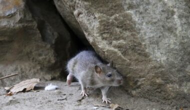 RATS
