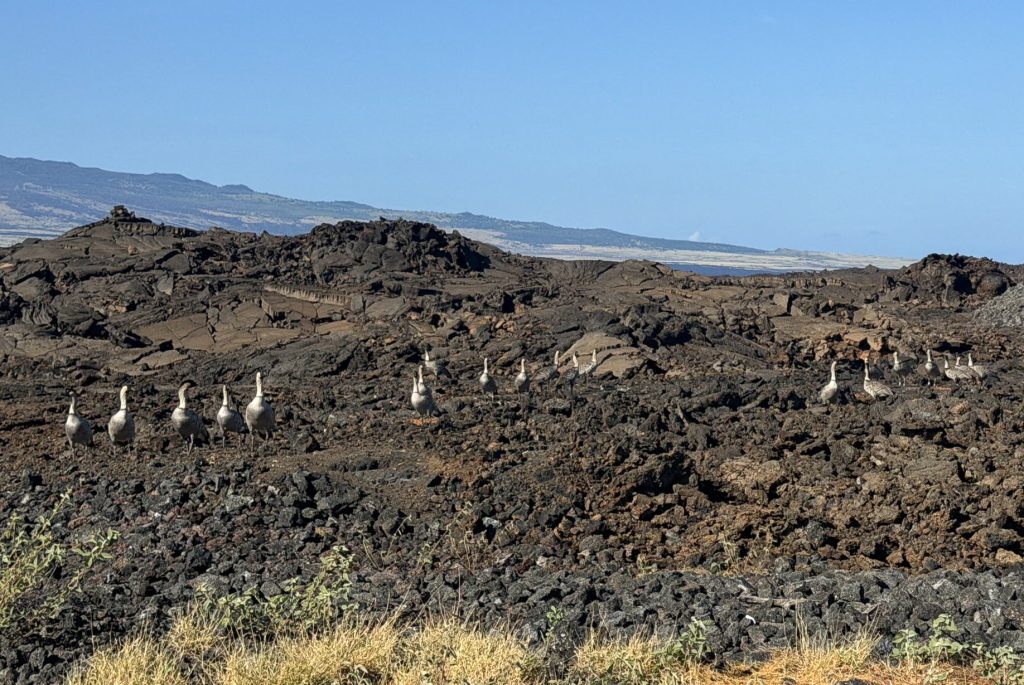 The Hawaiʻi Department of Land and Natural Resources said it has counted about 70 nēnē, the state bird of Hawaiʻi, in a lava field near a busy shopping center due to the lure of food left for feral cats. (Photo Credit: Department of Land and Natural Resources)
