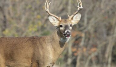 New York DEC announces new deer hunting regulations to boost antlerless harvest