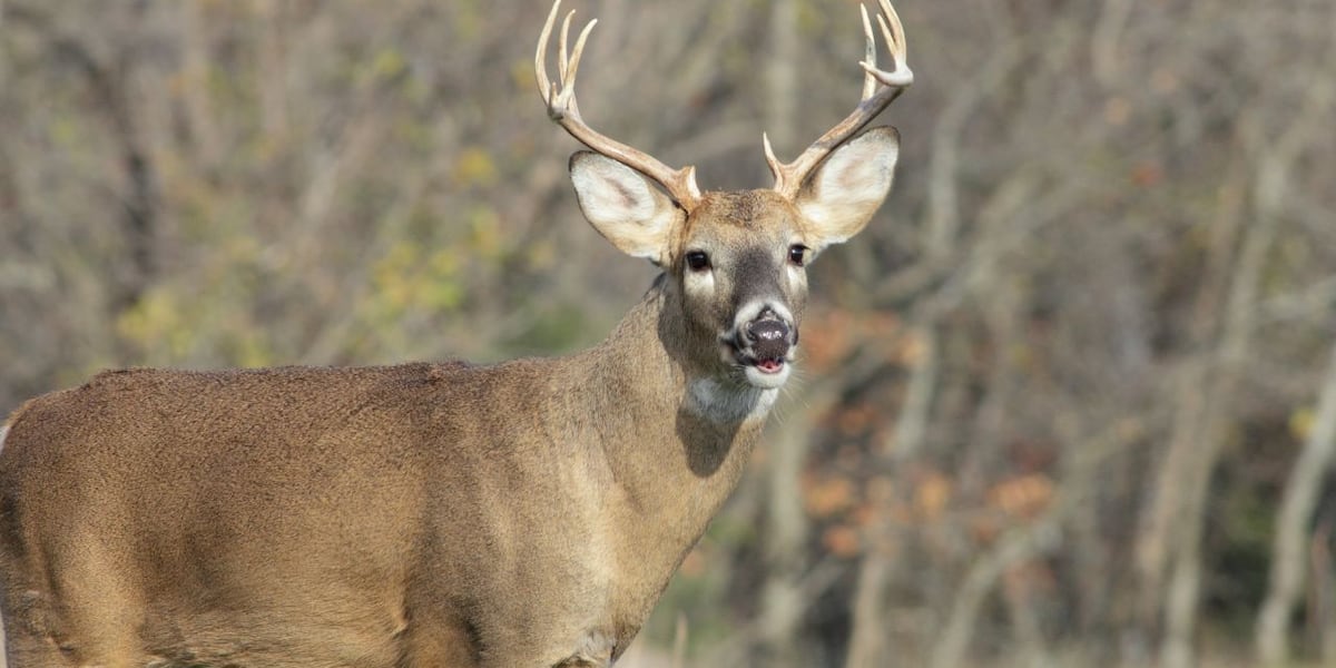 New York DEC announces new deer hunting regulations to boost antlerless harvest