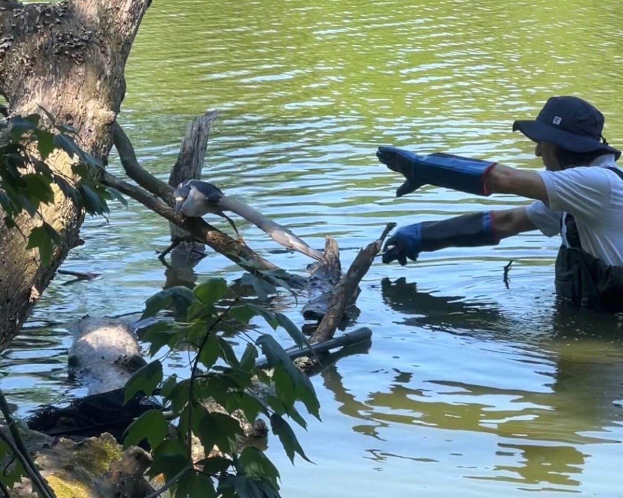 Staten Island parks workers save bird trapped in fishing line