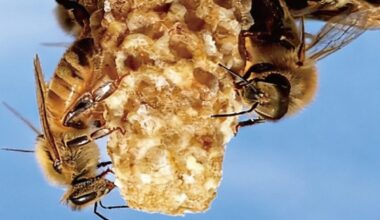 Queen bee cells
