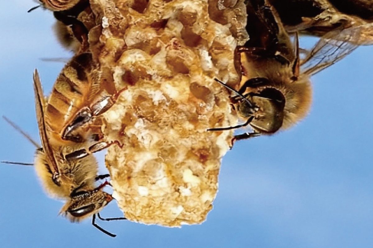 Queen bee cells
